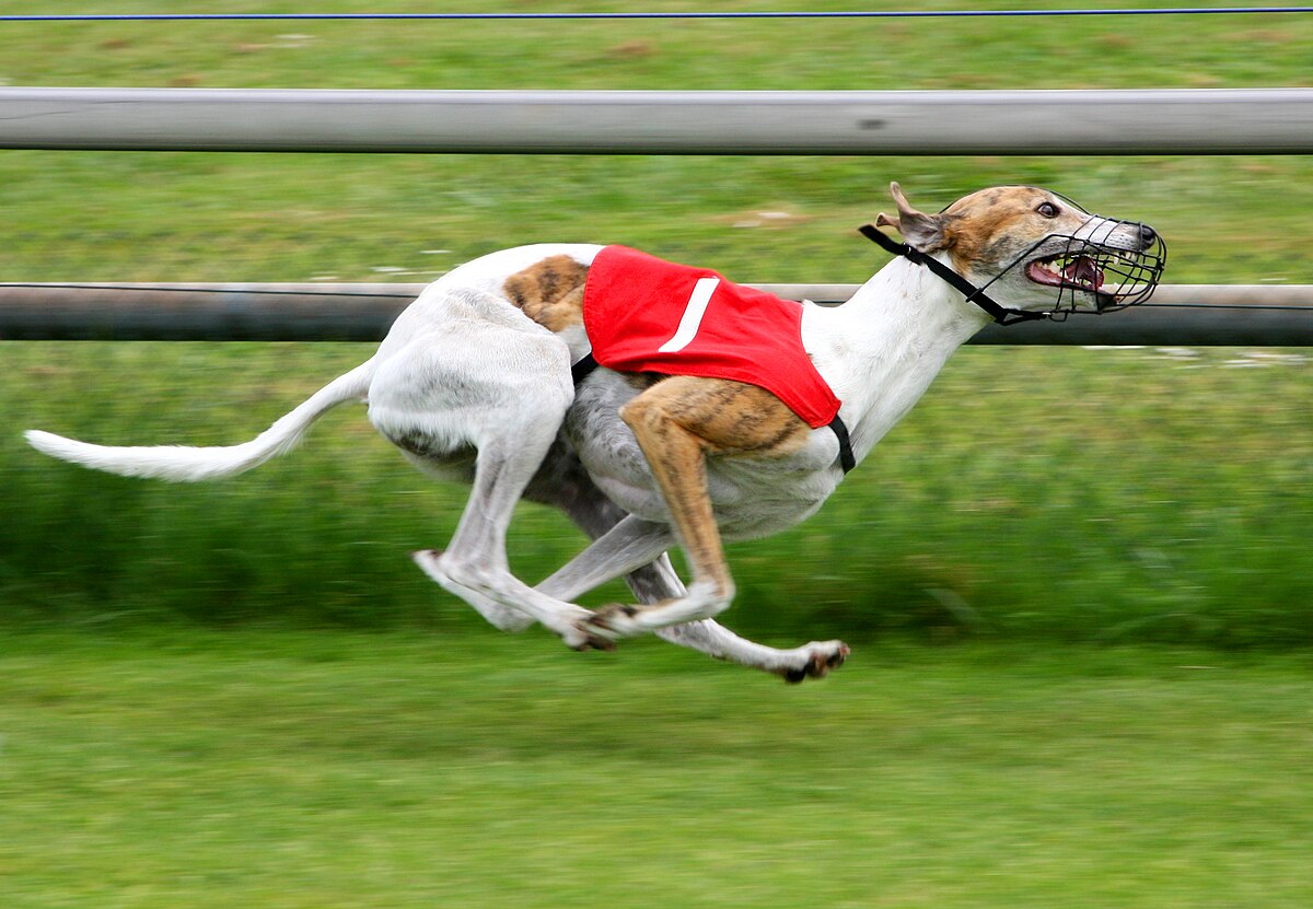 A racing greyhound