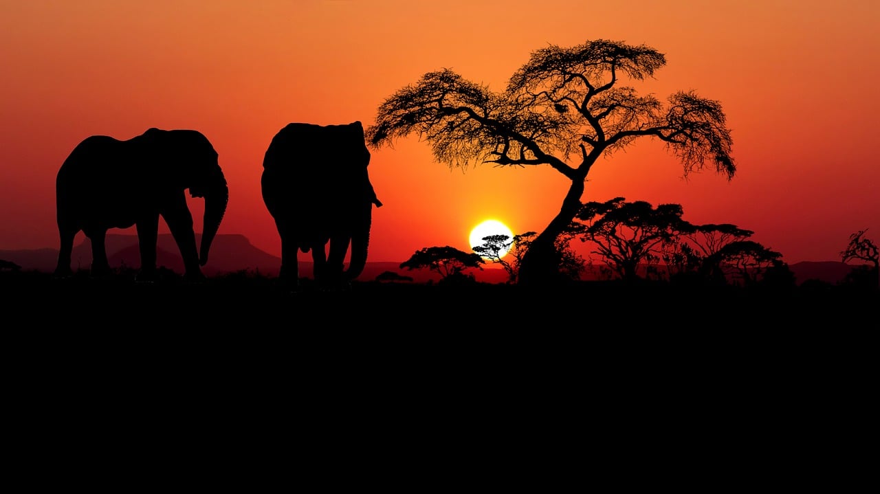 A sunset on the African Savannah