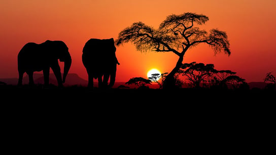 A sunset on the African Savannah